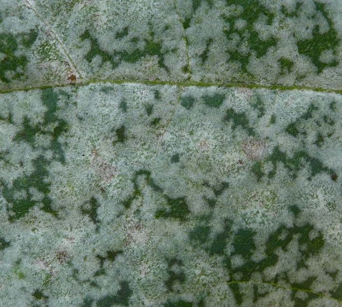 Saw tulas Acer plata (2).jpg