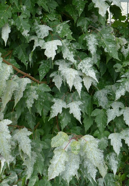 Saw boic Acer ginn (1).jpg