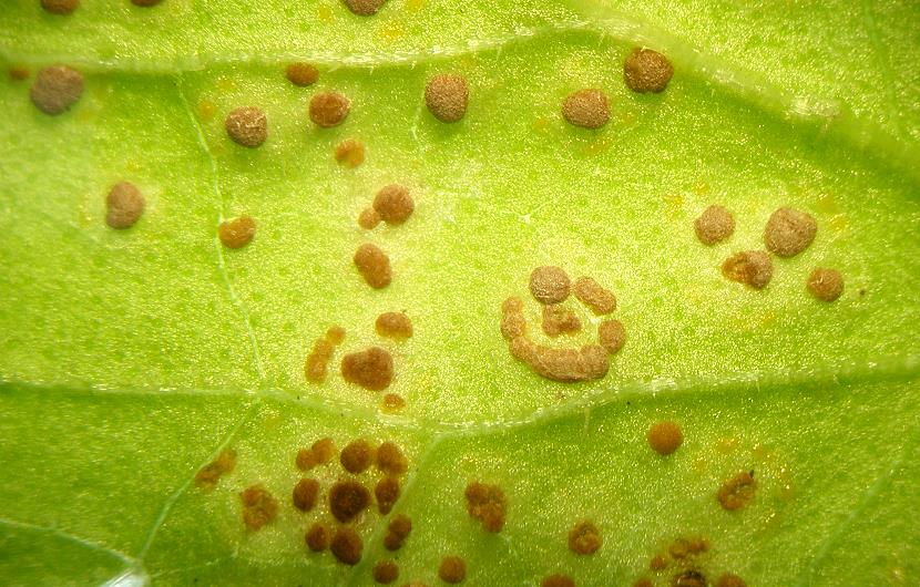 Puccinia008.jpg