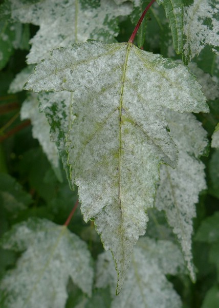 Saw boic Acer ginn (2).jpg