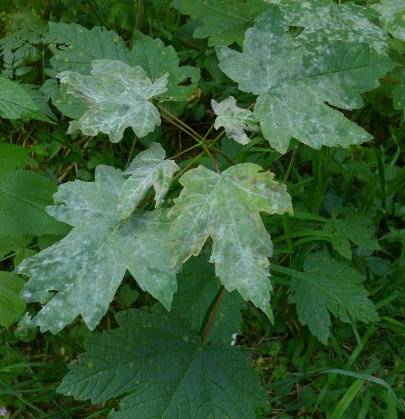 Saw bic Acer pse (1).jpg