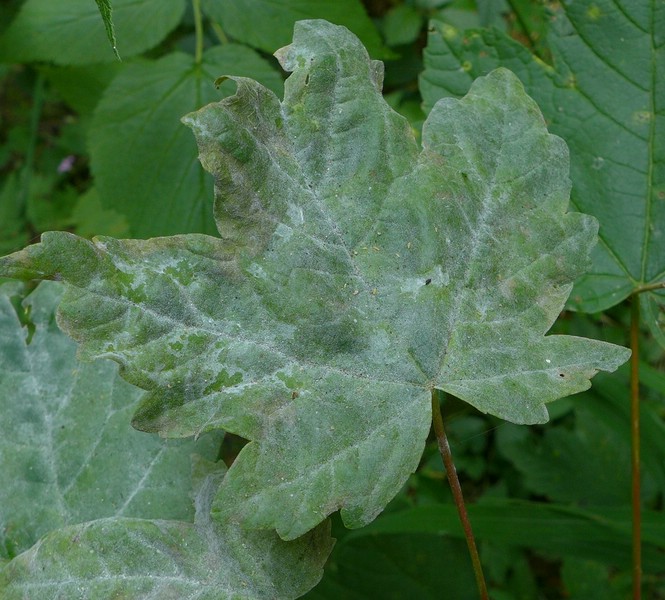 Saw bic Acer pse (2).jpg