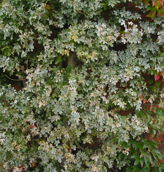 Saw bic Acer cam (1).jpg