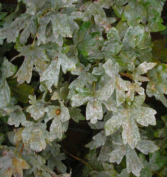 Saw bic Acer cam (2).jpg