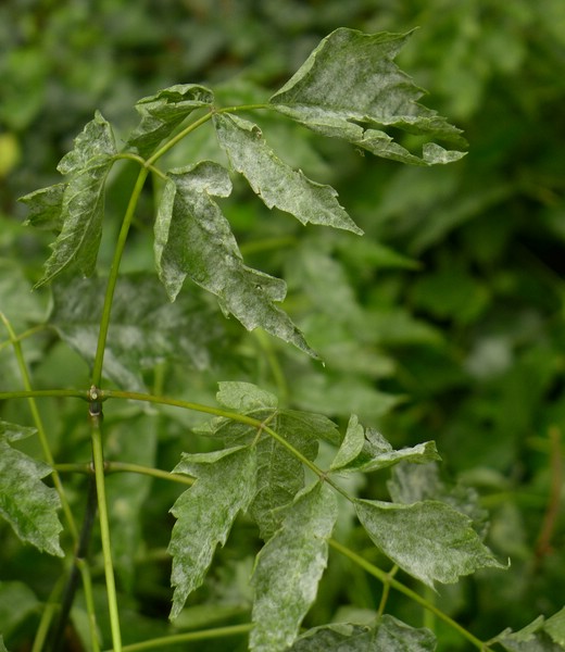 Saw bic Ace neg (1).jpg