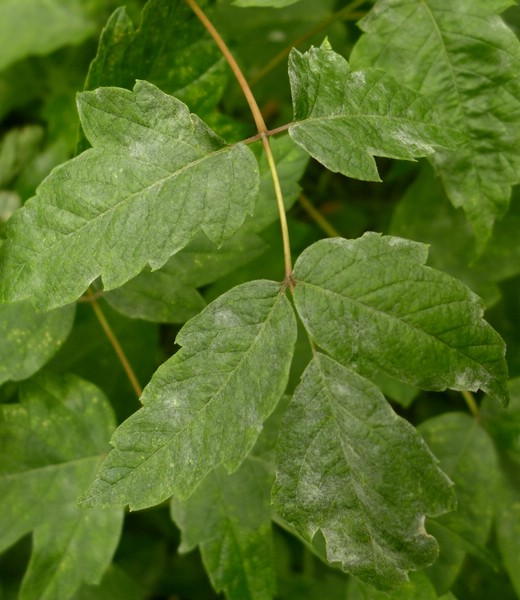 Saw bic Ace neg (2).jpg