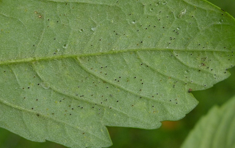 Saw bic Acer pesu.jpg