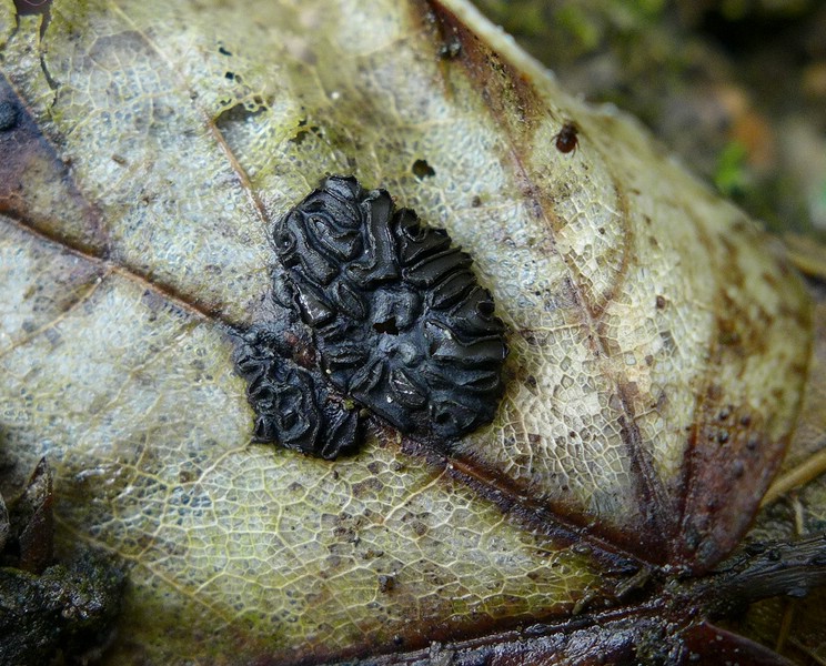 Rhyt Acer.jpg