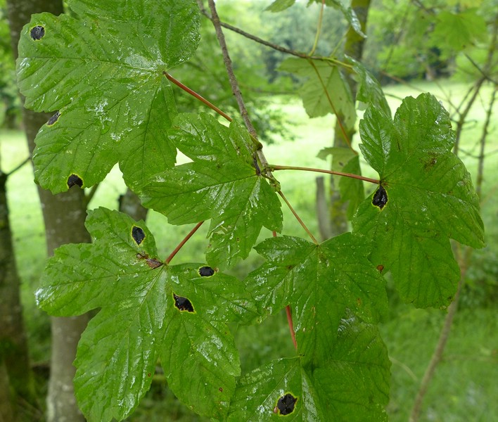 Rhyt Acer pseud.jpg