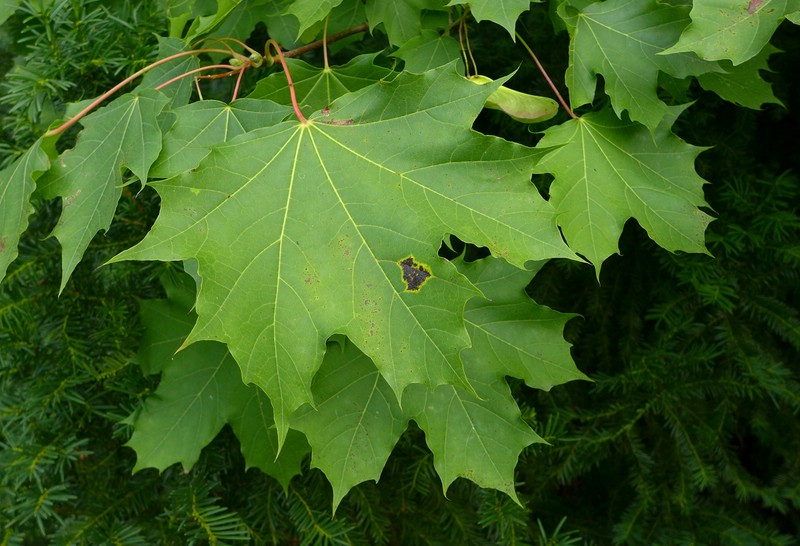 Rhy Acer plat (1).jpg