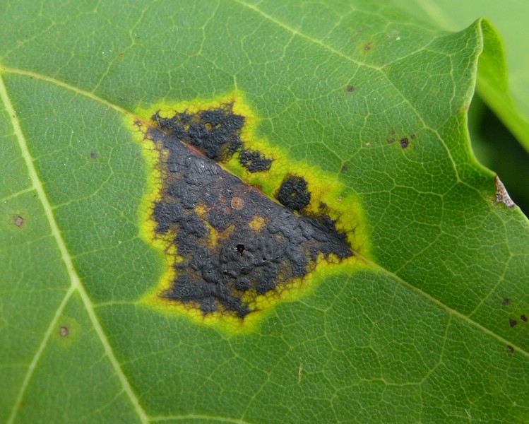 Rhy Acer plat (2).jpg