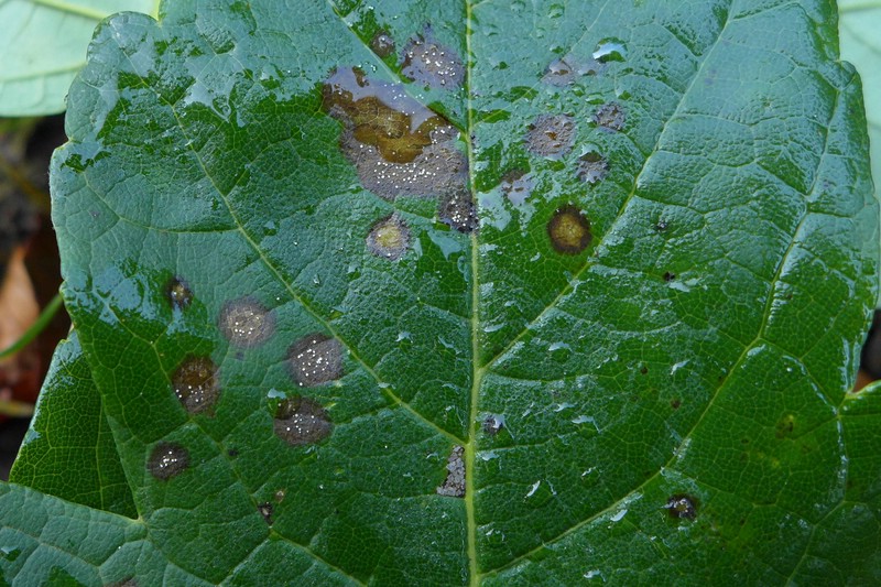 Crist Acer pseu (2).jpg