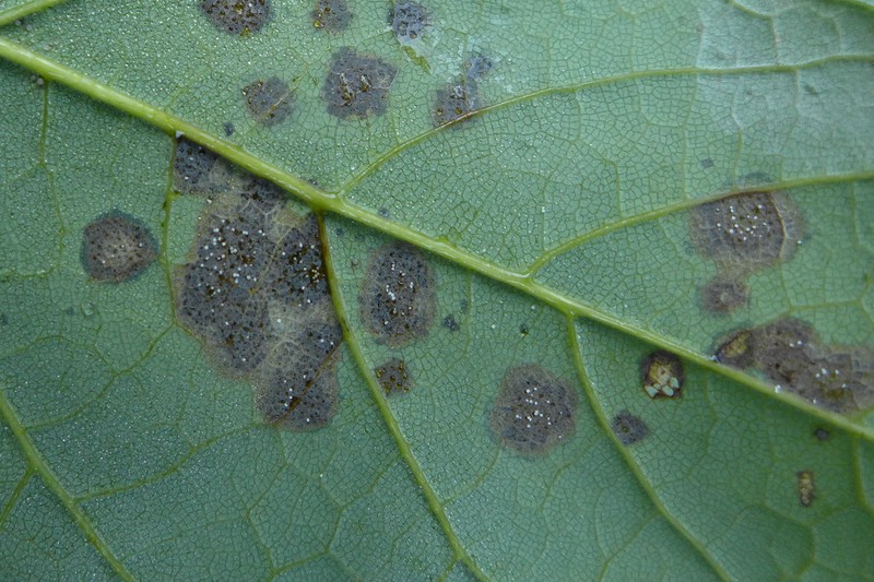 Crist Acer pseu (1).jpg