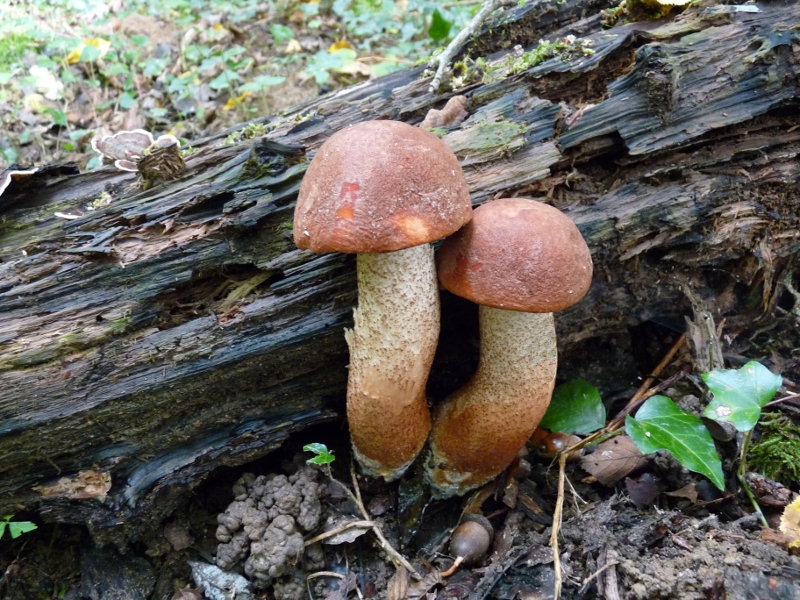 P1080599 Zwilling.JPG