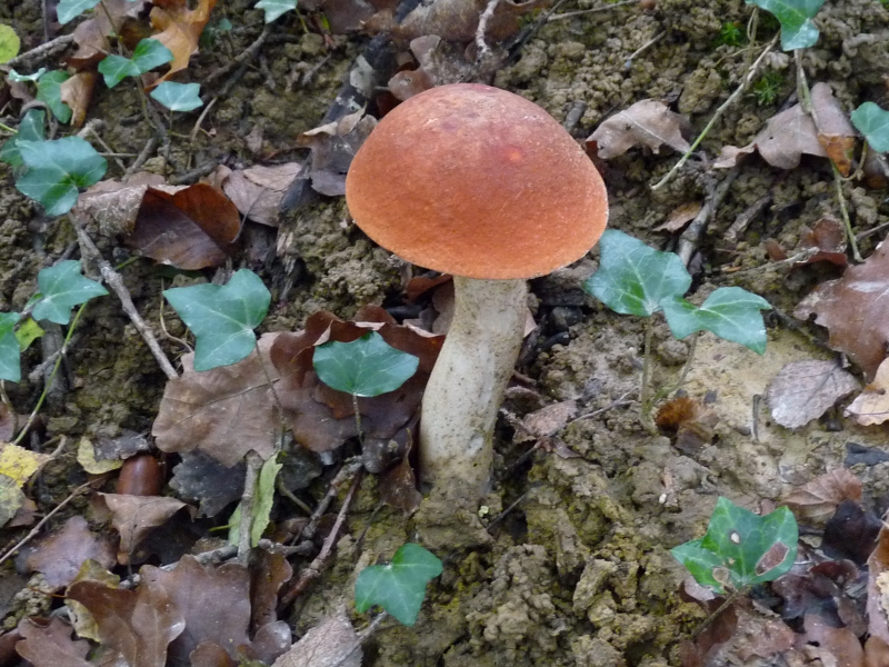 P1080614 Halbstarker.JPG