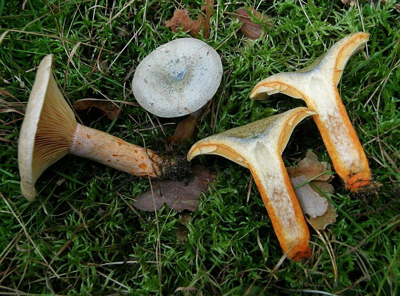 Lactarius quieticolor.JPG