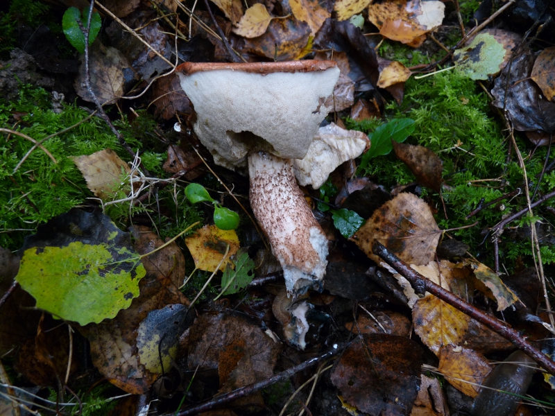 P1080617 Unter Birke .JPG