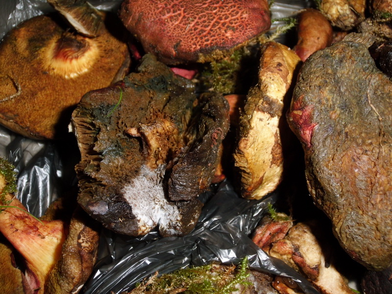 Vergiftung 5.9.2014- 48 Jähriger-verschimmelte Xerocomus chrysenteron u. X. rubellus-b.JPG