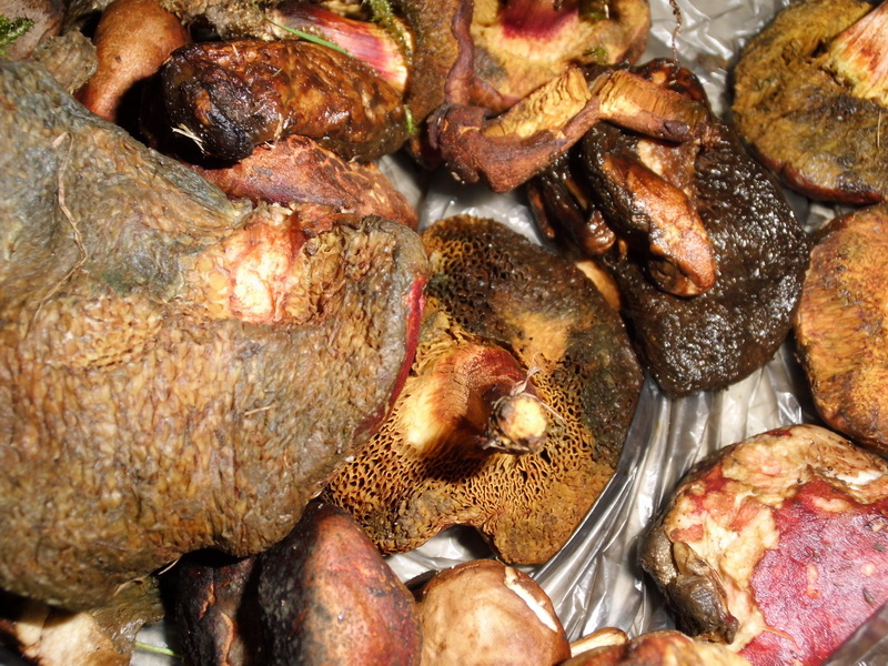 Vergiftung 5.9.2014- 48 Jähriger-verschimmelte Xerocomus chrysenteron u. X. rubellus-c.JPG