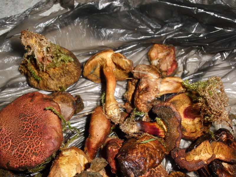 Vergiftung 5.9.2014- 48 Jähriger-verschimmelte Xerocomus chrysenteron u. X. rubellus-d.JPG