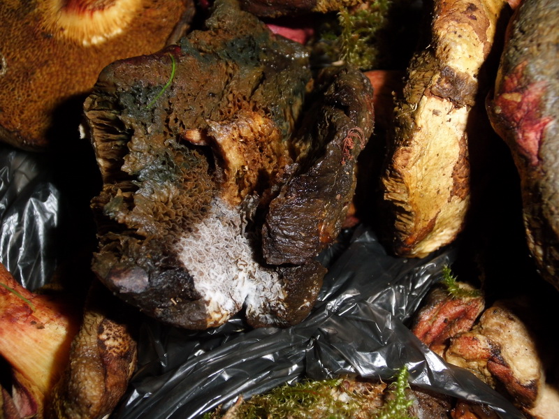 Vergiftung 5.9.2014- 48 Jähriger-verschimmelte Xerocomus chrysenteron u. X. rubellus-e.JPG