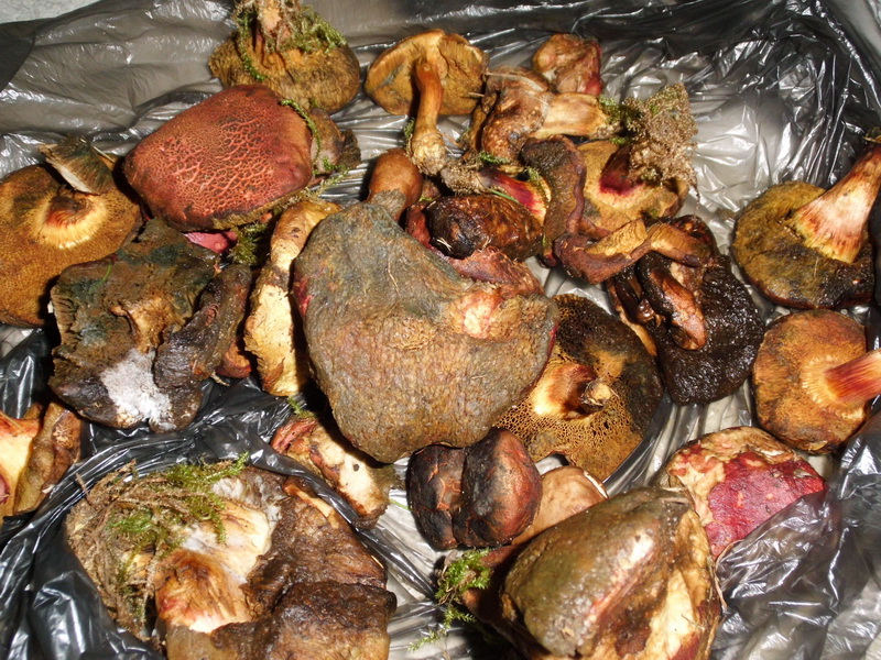 Vergiftung 5.9.2014- 48 Jähriger-verschimmelte Xerocomus chrysenteron u. X. rubellus-g.JPG