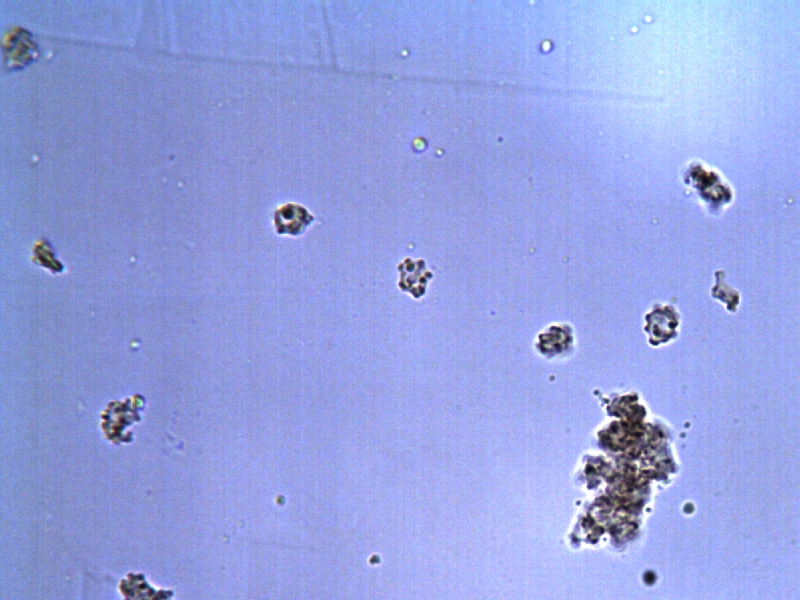 Phellodon connatus_spo5.jpg