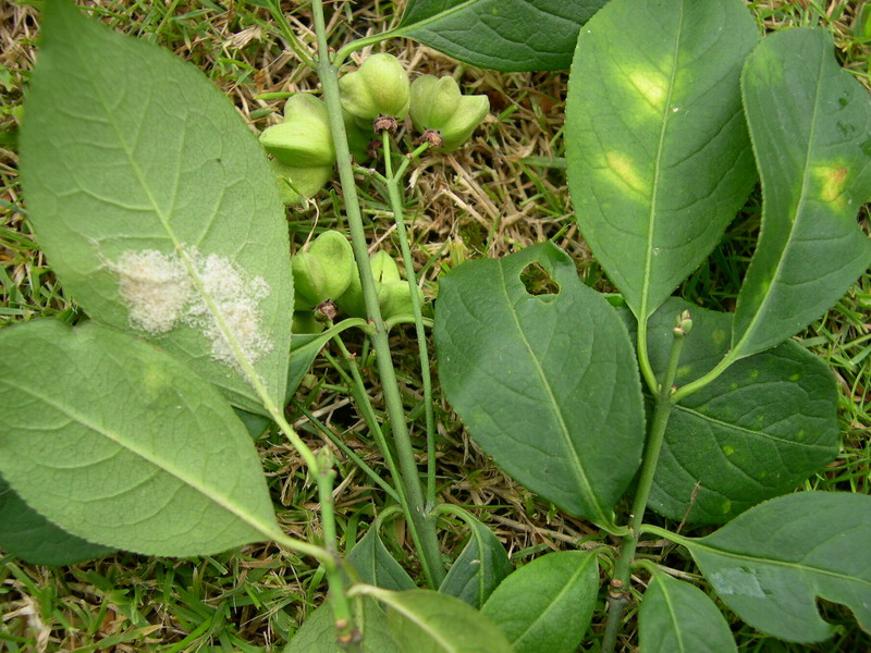 TP-Parasit auf Evonymus europaea-Pfaffenhütchen.JPG