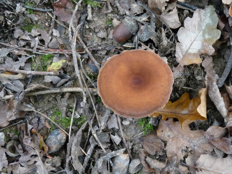 P1080729 Lact Hut .JPG