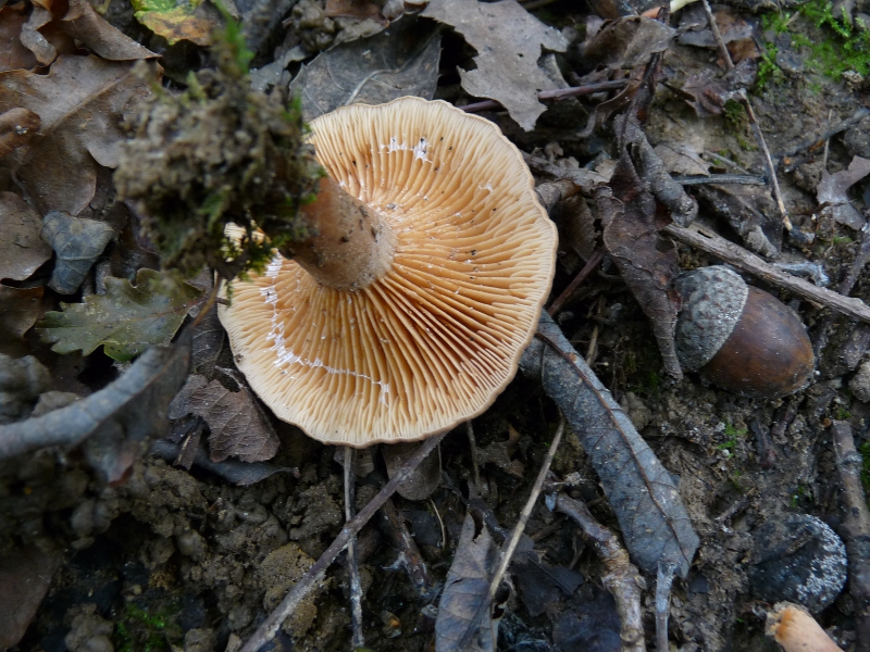 P1080735 Lact Lamellen .JPG