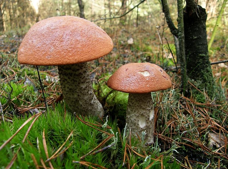 Leccinum vulpinum = Fuchsrotkappe.JPG