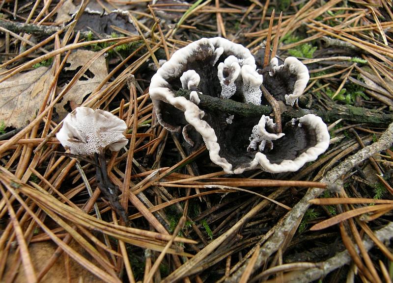 Phellodon melaleucus 2.JPG