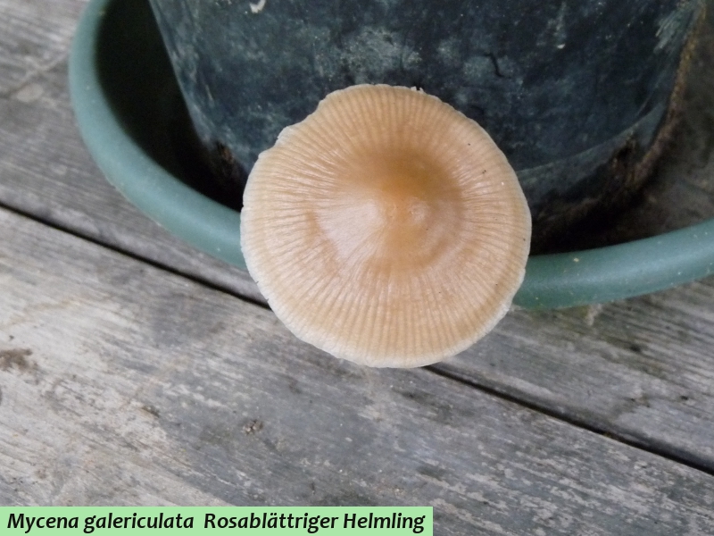 Mycena galericulata 3 .JPG