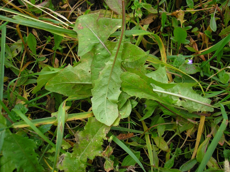 Bremia lactucae (2).jpg