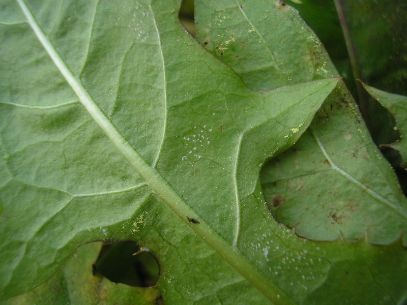 Bremia lactucae (3).jpg