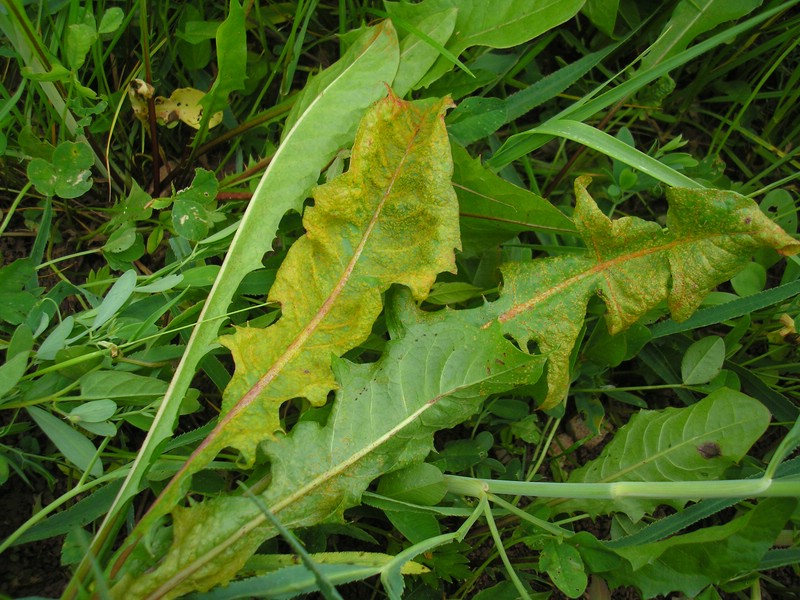 Synchytrium taraxaci (1).jpg