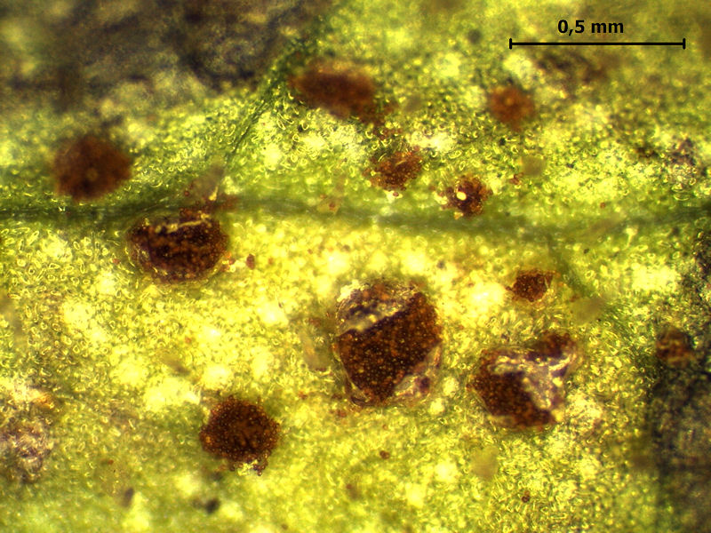 Puccinia_lapsanae_4.jpg