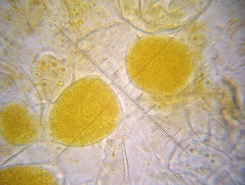 Synchytrium taraxaci_M (2).jpg