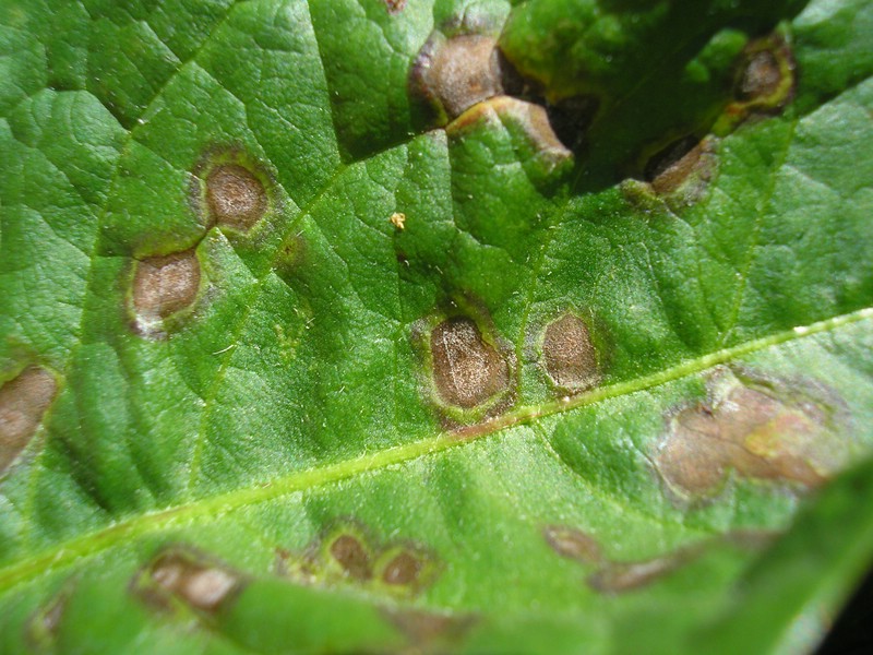 Ramularia inaequale (1).jpg