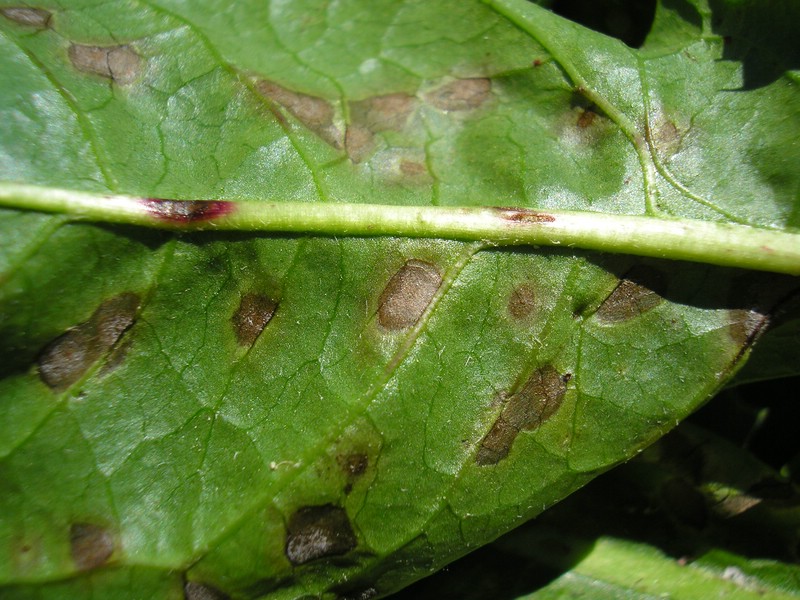 Ramularia inaequale (3).jpg