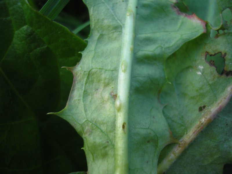 Protomyces pachydermus (1).jpg