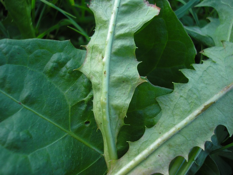 Protomyces pachydermus (3).jpg