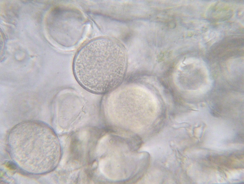 Protomyces pachydermus_M (2).jpg