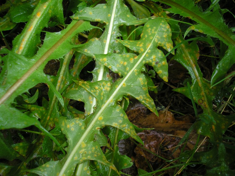 Puccinia silvatica (3).jpg