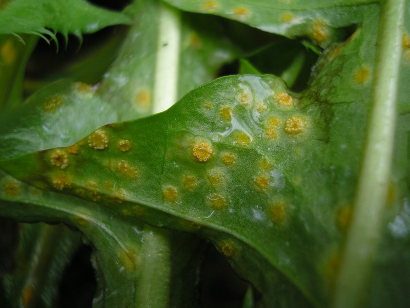 Puccinia silvatica (1).jpg