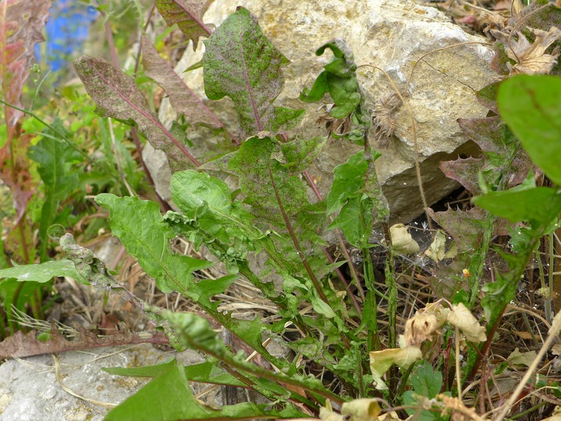 Puccinia taraxaci (1).jpg