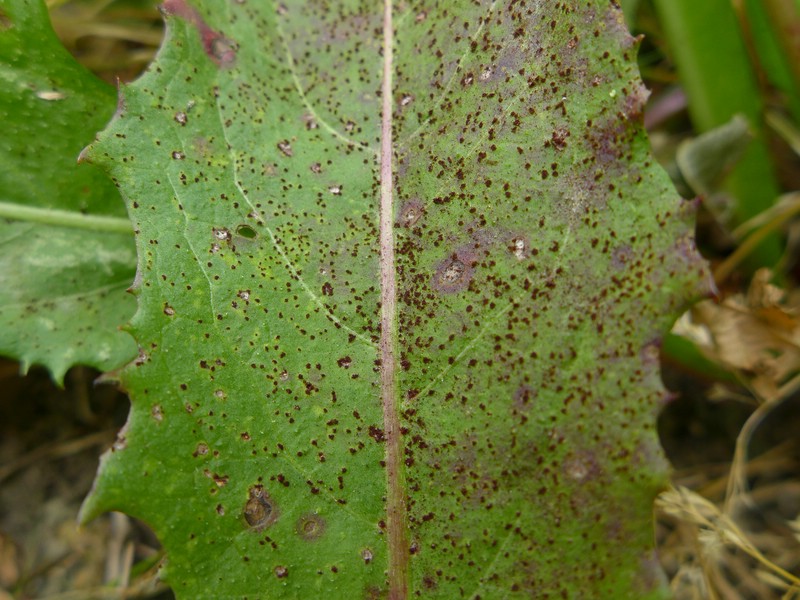 Puccinia taraxaci (3).jpg