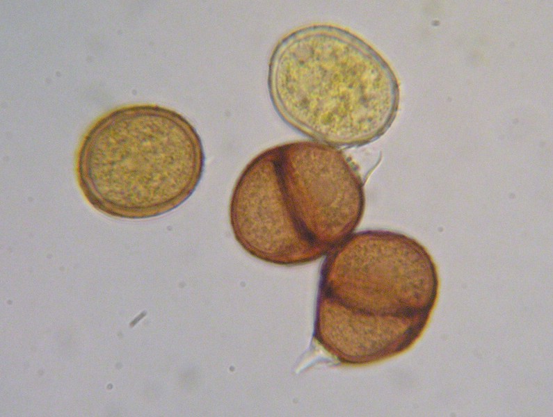 Puccinia taraxaci_M (2).jpg