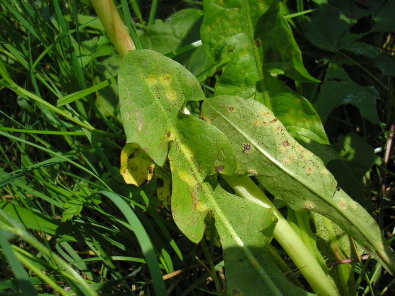 Puccinia variabilis (1).jpg
