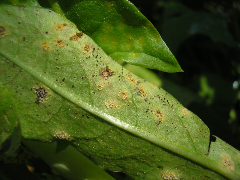Puccinia variabilis (4).jpg